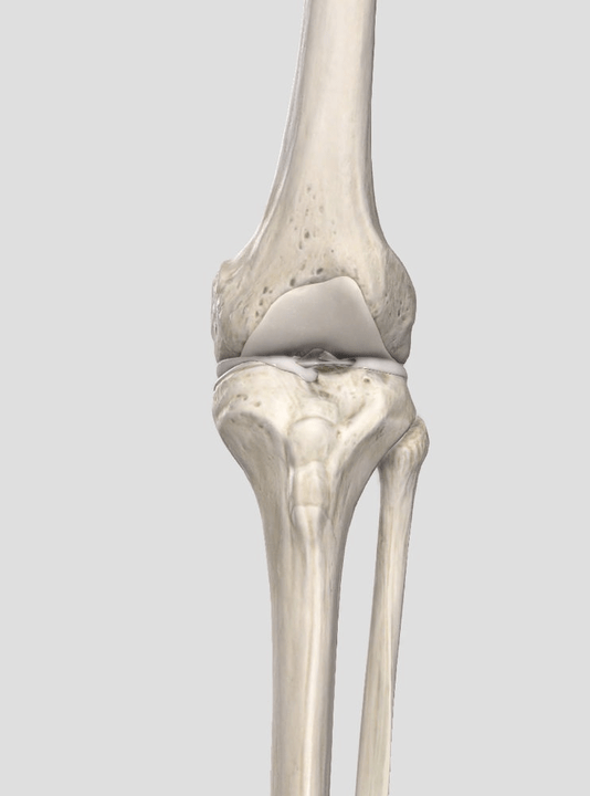 pagsul-ob sa cartilage tissue